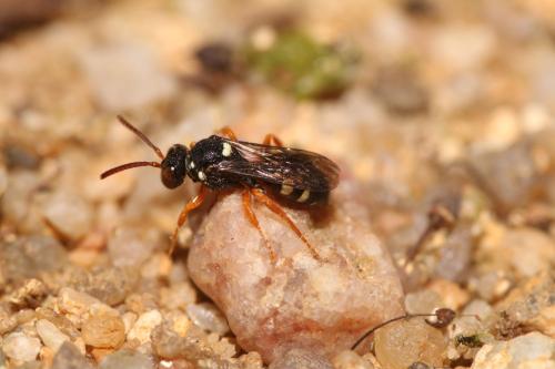 Nomada errans